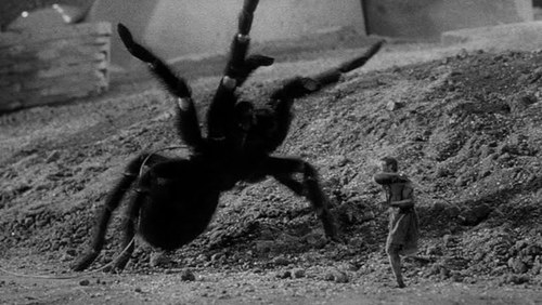 the-incredible-shrinking-man-1957-spider.jpg